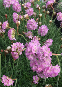 Armeria maritima                                  